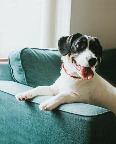 mignon chien noir et blanc est assis sur un canapé bleu, accrochant ses pattes sur le bras du canapé