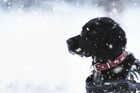 Chien de sauvetage par temps de neige