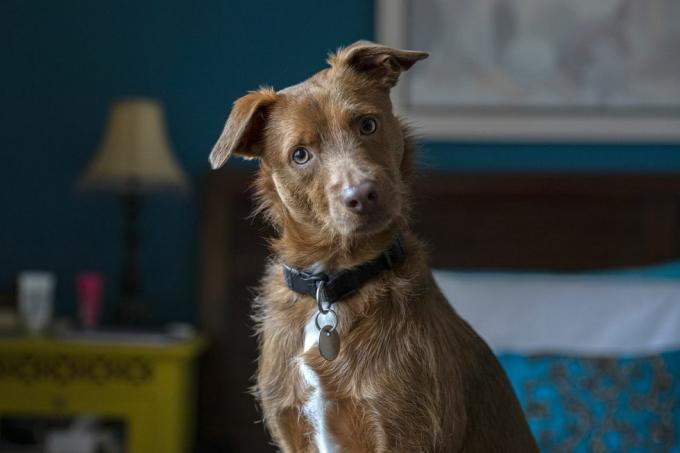 portrait de chien drôle à la maison en regardant la caméra