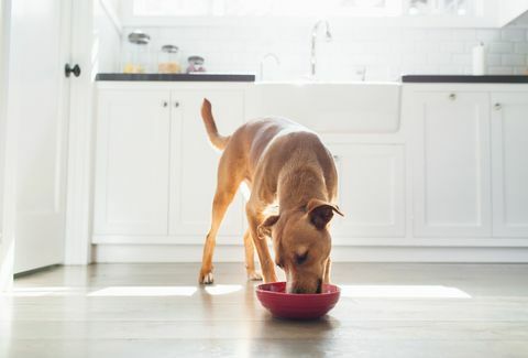 vue de face d'un chien de couleur beige dans la cuisine mangeant dans un bol rouge