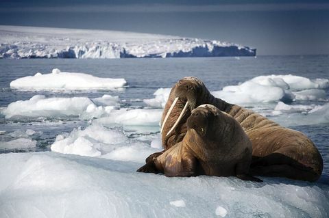 Blue Planet 2 photo