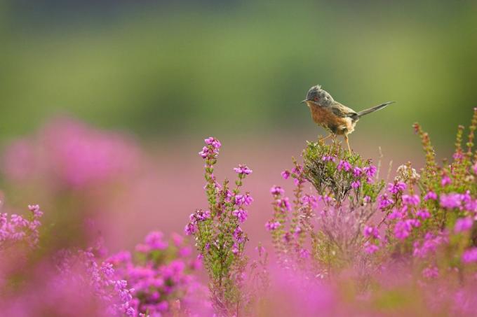 montre de printemps rspb arne dorset