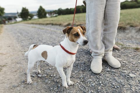 promener le chien