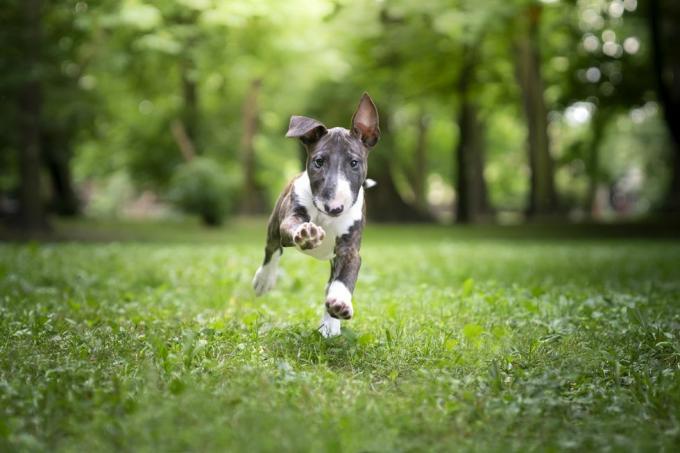 chiot bull terrier en cours d'exécution