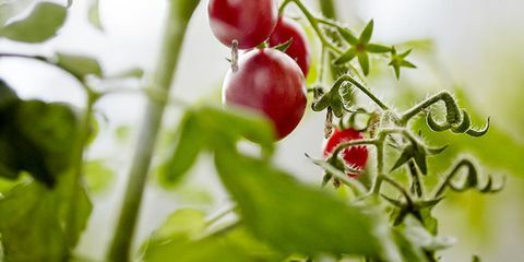 Comment faire pousser des tomates parfaites