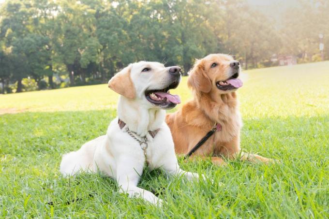 deux chiens, labrador retriever et golden retriever, assis côte à côte dans un champ d'herbe