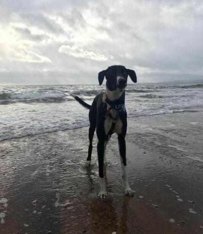 Le chien le plus solitaire de Grande-Bretagne cherche un nouveau foyer et une famille aimante