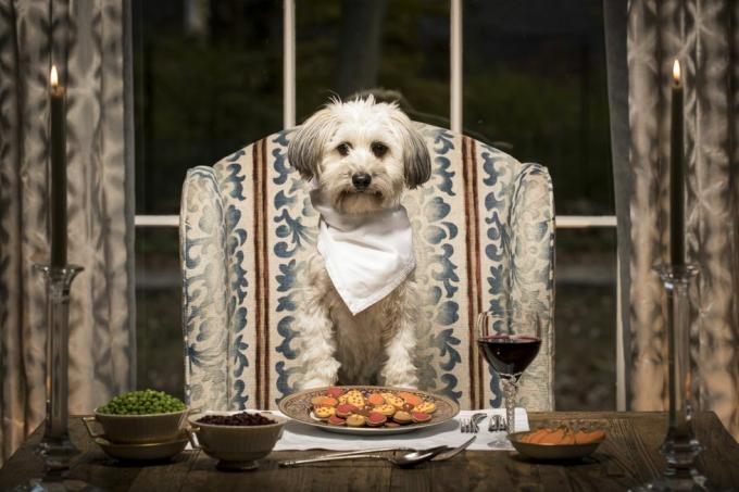 chien de race mixte à la table de la salle à manger