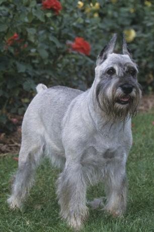 schnauzer standard