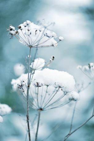 fleurs en dentelle de la reine Anne couvertes de neige, également connues sous le nom de daucus carota dans un jardin d'hiver