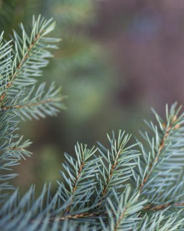 sapin de Noël