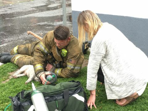 Un pompier sauve un chien