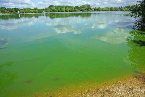 Cyanobactéries ou algues "bleu-vert", Frampton on Severn, Gloucestershire, Royaume-Uni