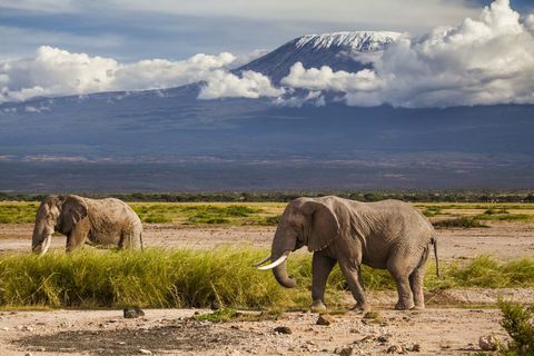 Mont Kilimandjaro avec des éléphants - Afrique - montagne