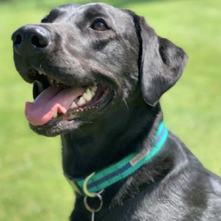 Collier pour chien à rayures bleu sarcelle et bleu marine