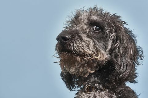 Portrait de Labradoodle avec une expression humoristique