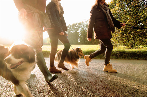 chiens promener des amis