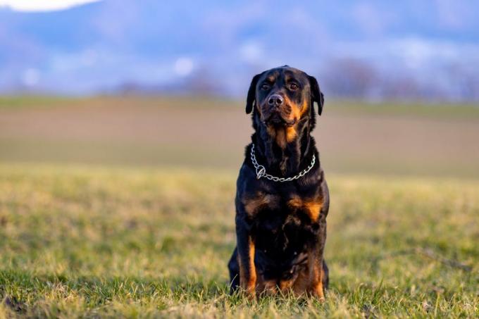 rottweiler assis dans un champ