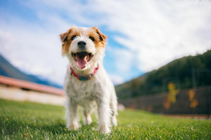 Chien Jack Russell Terrier espiègle avec langue collante