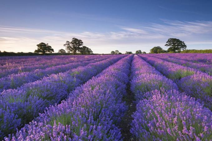 Bleu, Plante, Purple, Lavande, Arbre, Domaine, Agriculture, Violet, Ferme, Lavande, 