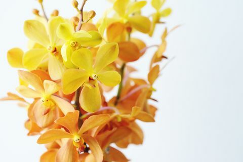 Gros plan d'un tas d'orchidées jaunes et orange