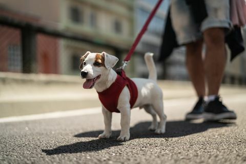 Promenade de chien dans la ville