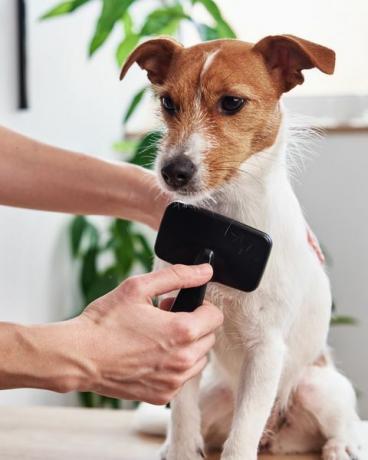 propriétaire peignant son jack russell terrier