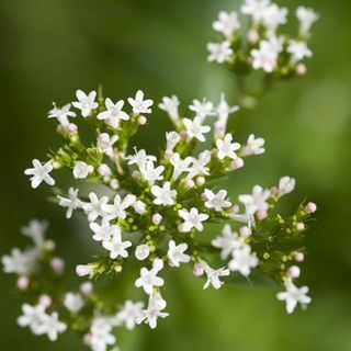 herbe d'anxiété de valériane