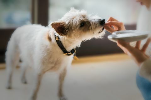 Gros plan, chien, manger