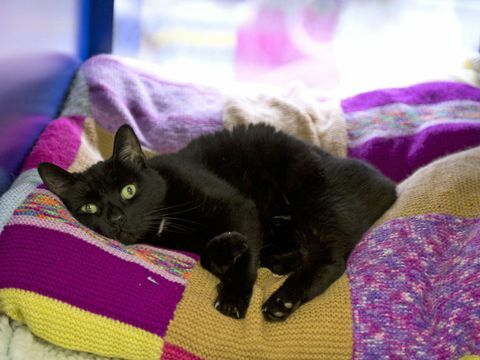 Battersea Dogs and Cats Home - tricot - Whisky - chat noir