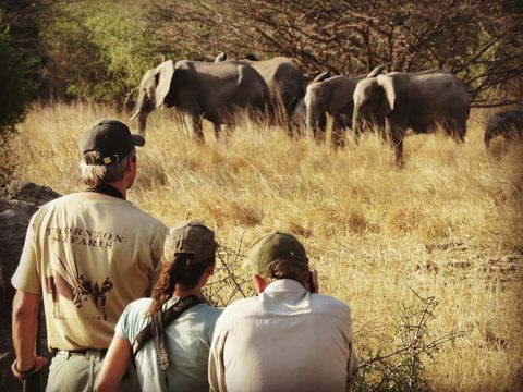 Voyageurs sur la grande traversée du Serengeti 