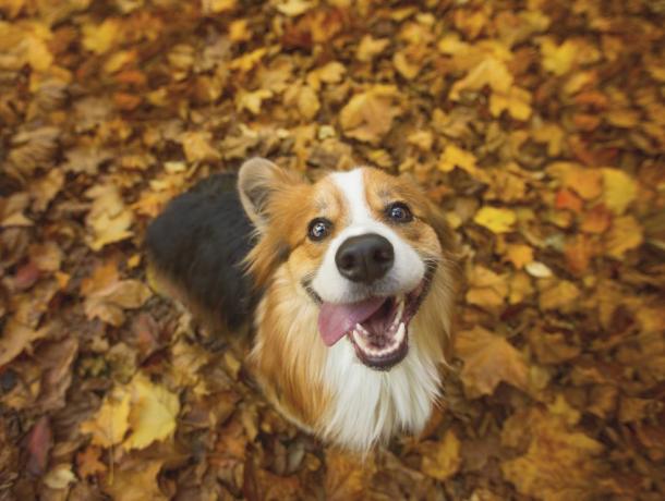 très heureux chien corgi gallois pembroke aux cheveux longs et moelleux assis dans des feuilles d'automne vibrantes, avec sa langue pendante sur le côté de sa bouche dans un sourire idiot