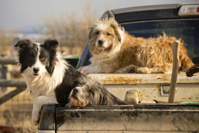 les chiens attendent les instructions au ranch du Montana