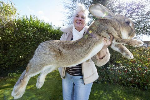 Le plus grand lapin du monde fait face à la concurrence de son fils géant