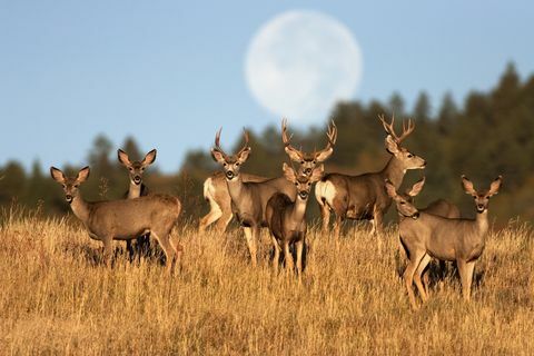 troupeau de cerfs - maladie du cerf zombie